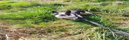 Bulldog Francese cani in vendita: Cuccioli di bulldog Francesce  a Provincia di Campobasso - Annuncio 20