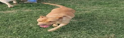 Meticcio cani in regalo: Agata, cucciolona derivata Pitt marrone - Annuncio 2