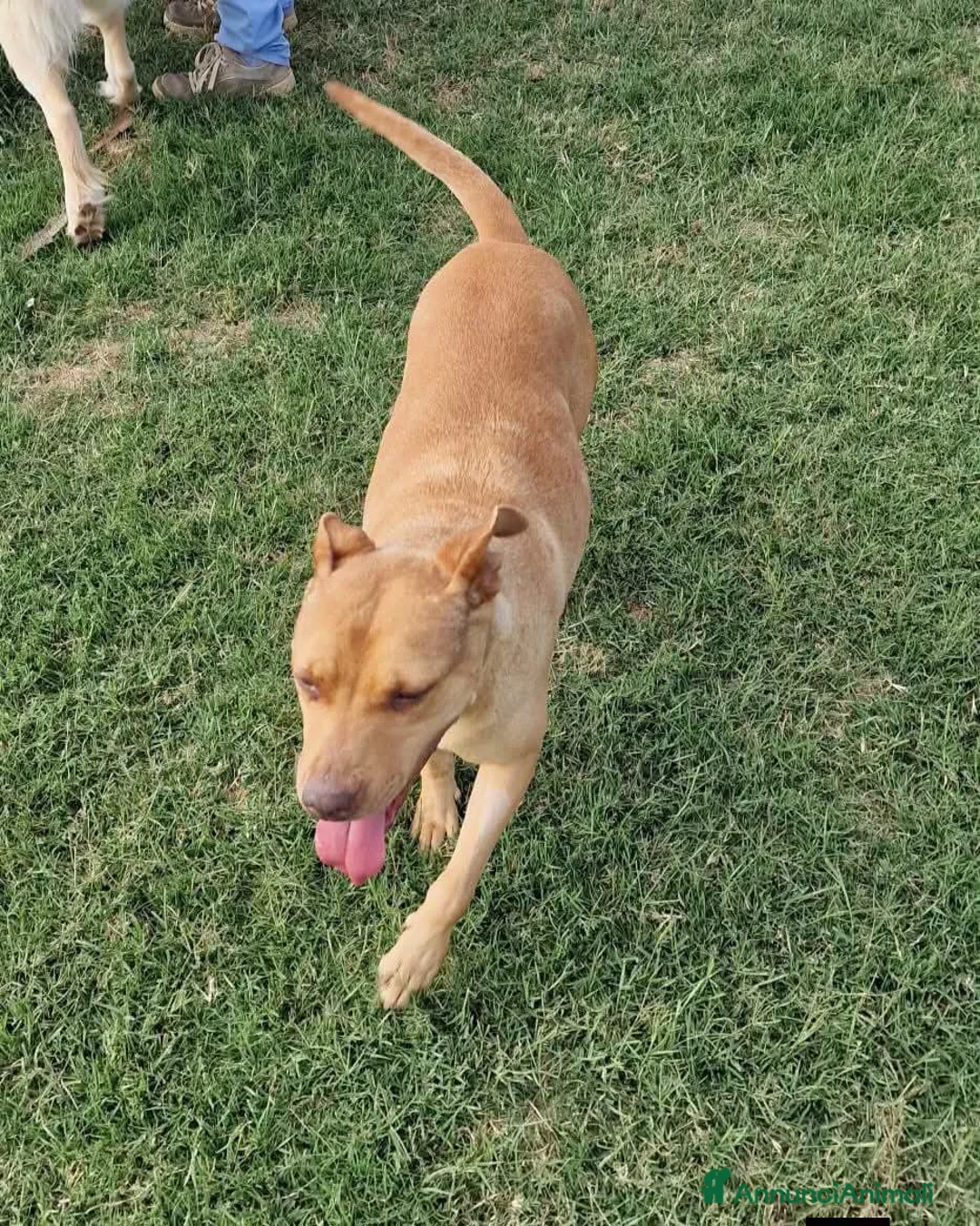 Meticcio cani in regalo: Agata, cucciolona derivata Pitt marrone - Annuncio 2