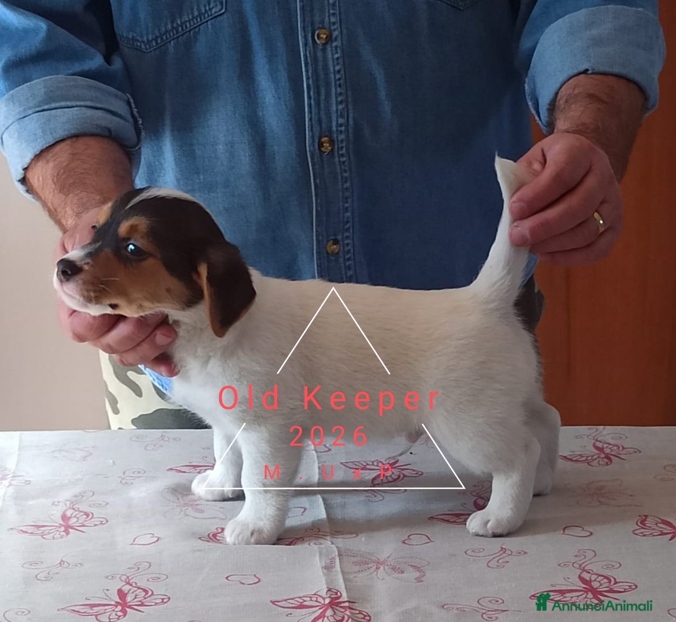 Jack Russell cani Cucciolata Jack Russelle Terrier con Pedigree - Annuncio 2