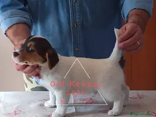 Jack Russell cani Cucciolata Jack Russelle Terrier con Pedigree - Annuncio 6