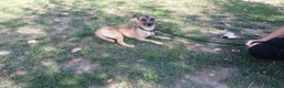 Meticcio cani in regalo: ROMEO IL CAGNOLINO PIU' TRISTE DEL CANILE - Annuncio 2