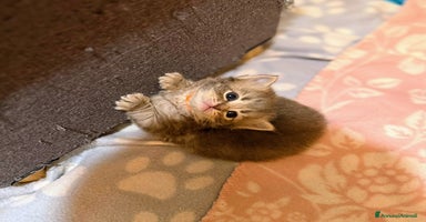 Siberiano gatti - Annuncio 10