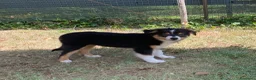 Australian Shepherd cani in vendita: Bellissime cucciole di pastore australiano - Annuncio 10