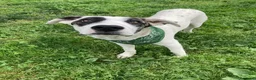 Meticcio cani in regalo: Giove  a Provincia di Lecco - Annuncio 1