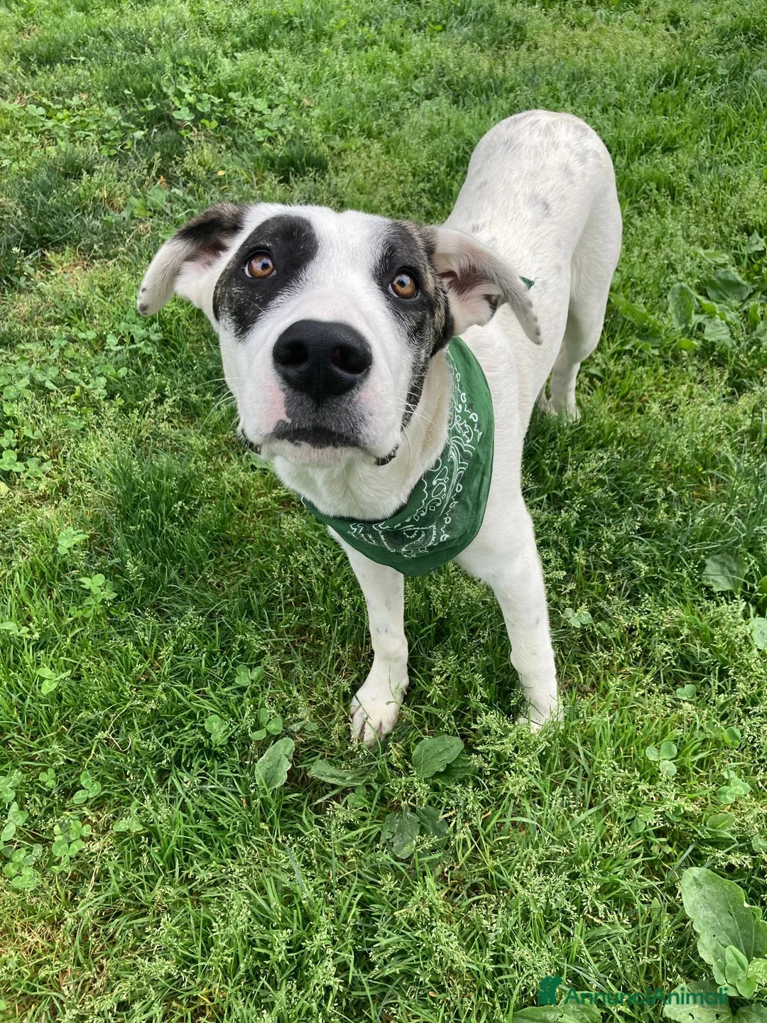 Meticcio cani in regalo: Giove  a Provincia di Lecco - Annuncio 1