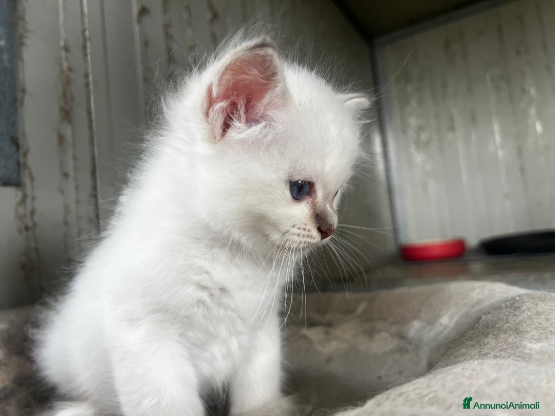 Sacro di Birmania gatti in vendita: Cucciolo sacro di Birmania  a Città metropolitana di Roma Capitale - Immagine 3