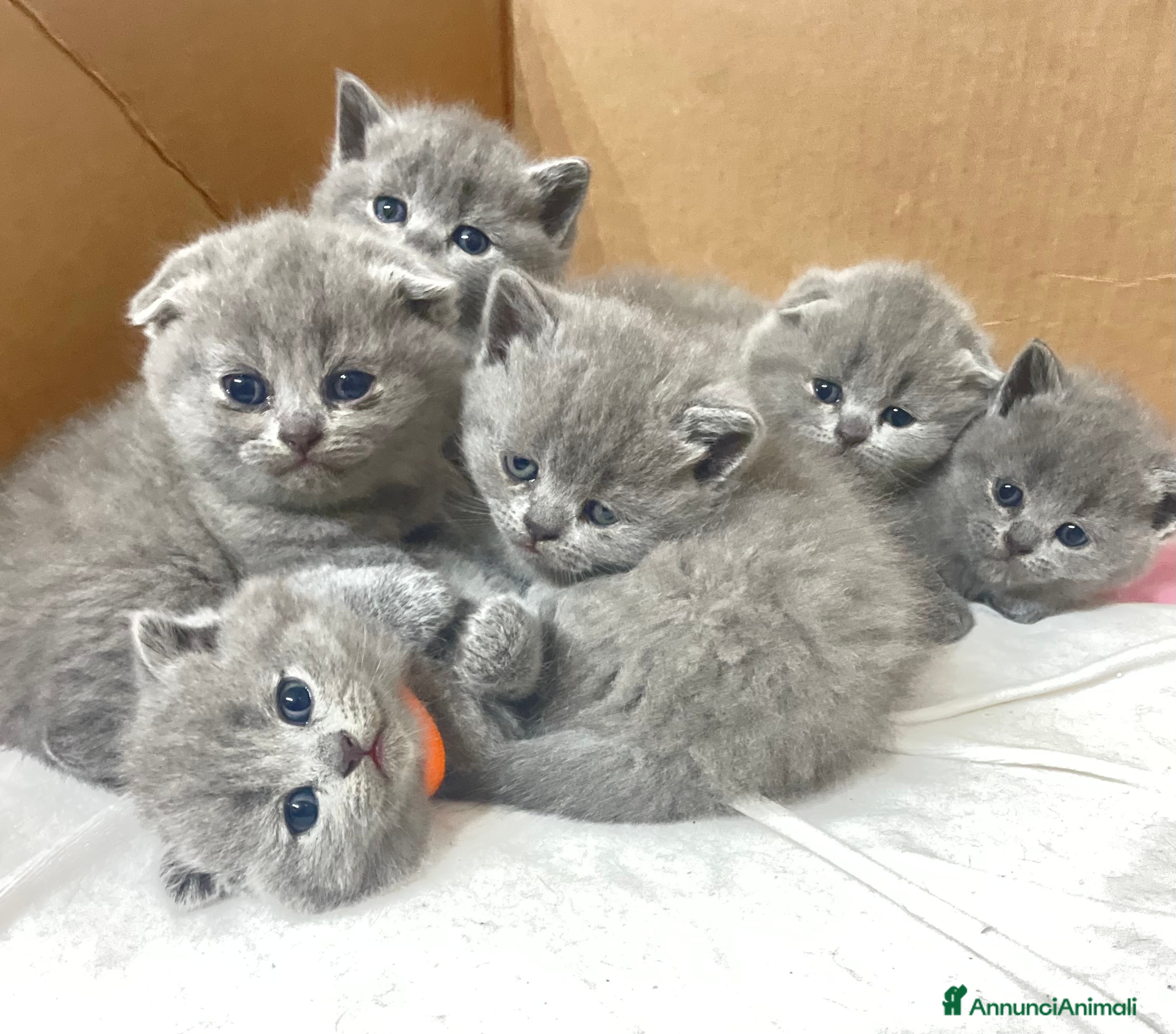 Scottish gatti Cucciolo maschio di Scottish straigh  - Annuncio 23