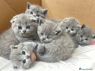 Scottish gatti Cucciolo maschio di Scottish straigh - Annuncio 23