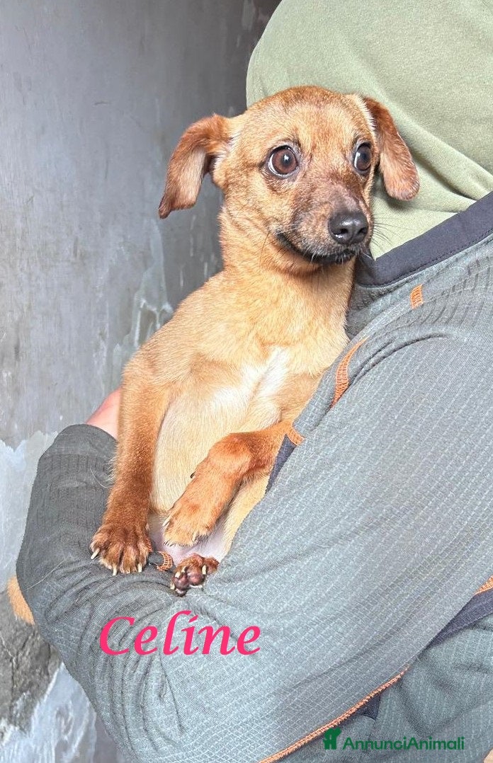 Meticcio cani CAGNOLINA tg P - Annuncio 2