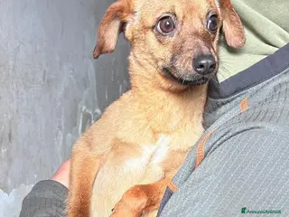 Meticcio cani CAGNOLINA tg P - Annuncio 2