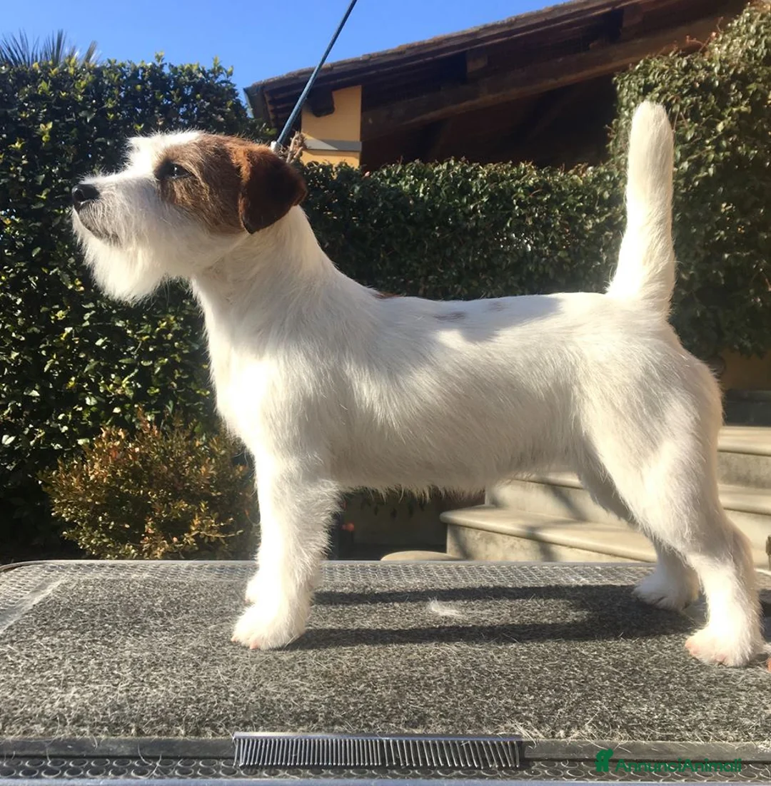 Immagine della galleria {{count}}