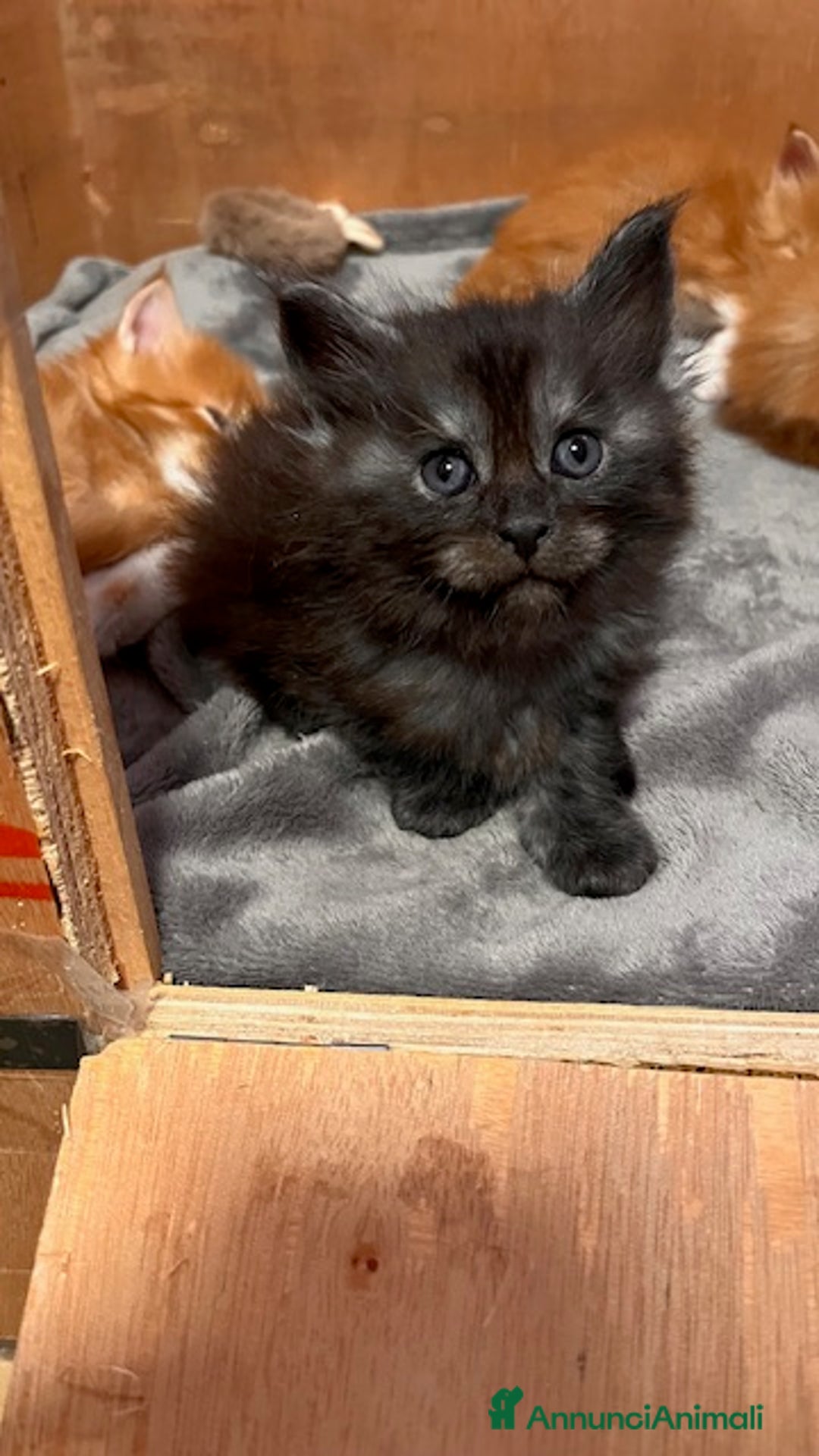 Maine Coon gatti in vendita: Cuccioli Maine Coon - Annuncio 4