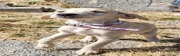 Meticcio cani in regalo: Ivory a Provincia di Savona - Annuncio 6