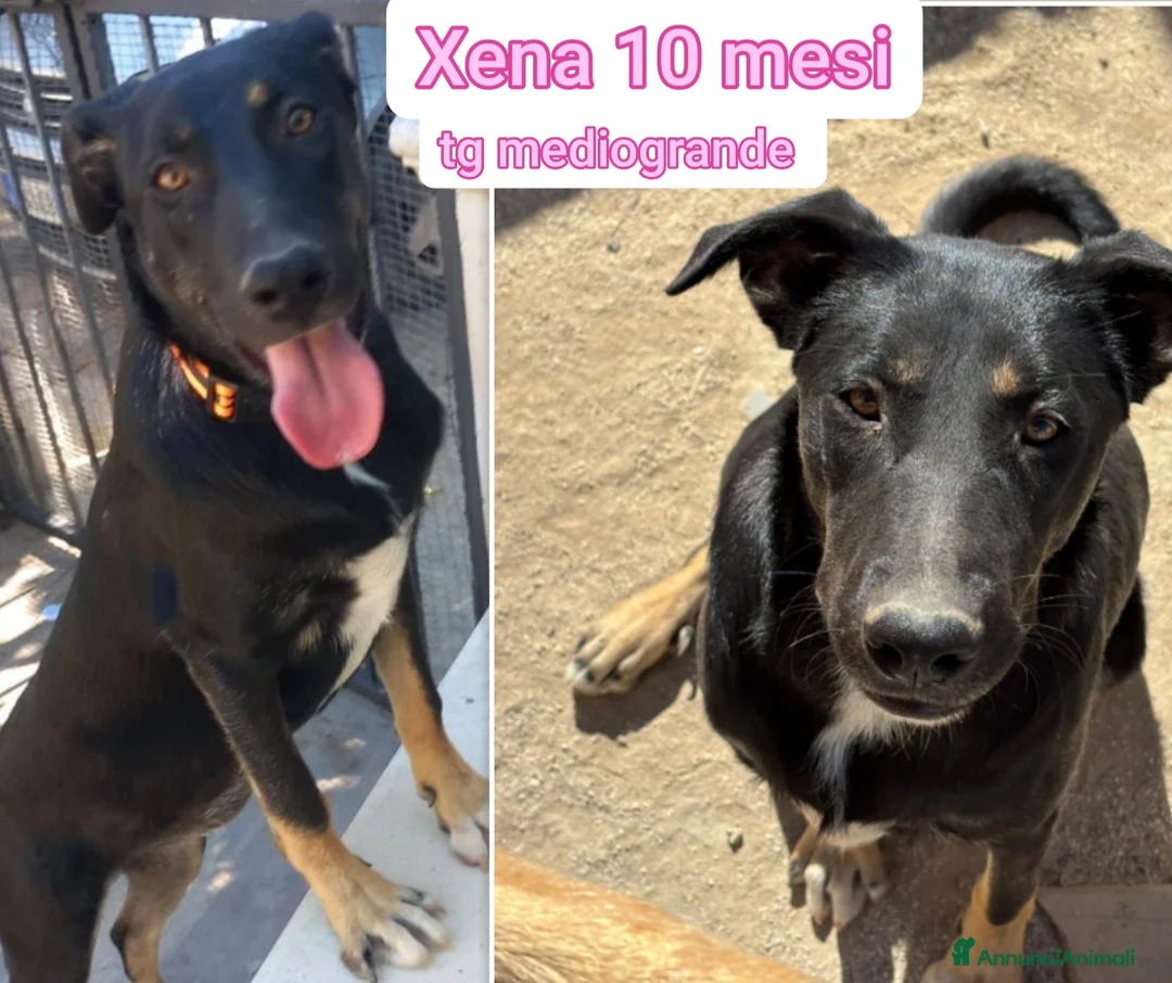 Meticcio cani in regalo: CUCCIOLI ESCLUSI E SOLI a Città Metropolitana di Genova - Annuncio 10