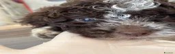 Lagotto cani in vendita: Cuccioli di Lagotto Romagnolo a Provincia dell'Aquila - Annuncio 3