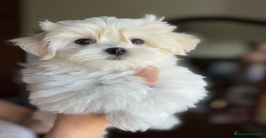 Maltese cani a Città Metropolitana di Venezia - Annuncio 11