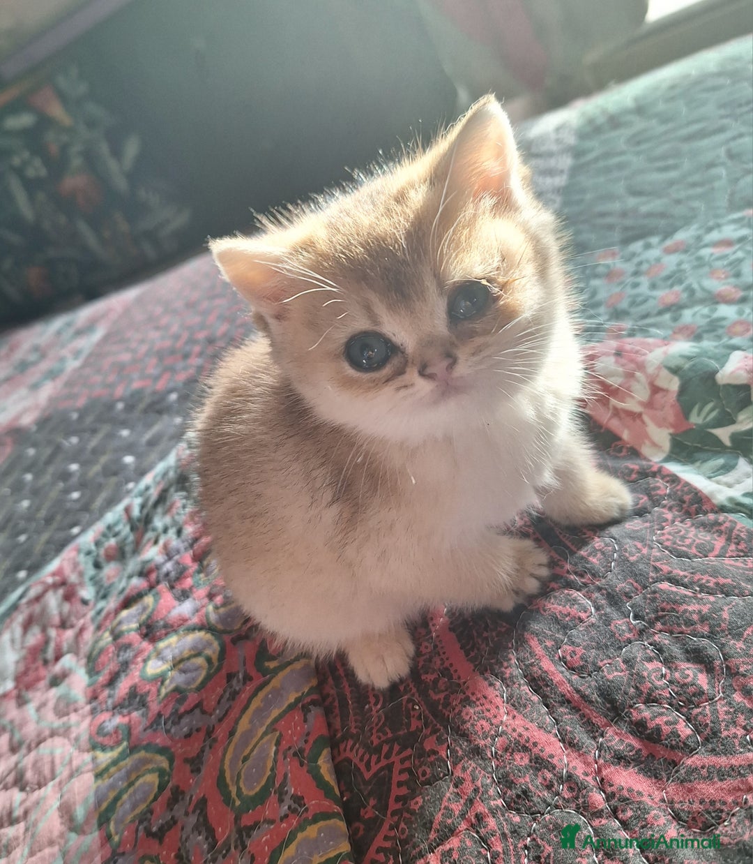 Scottish gatti in vendita: Scottish straight con pedigree campania  - Annuncio 3