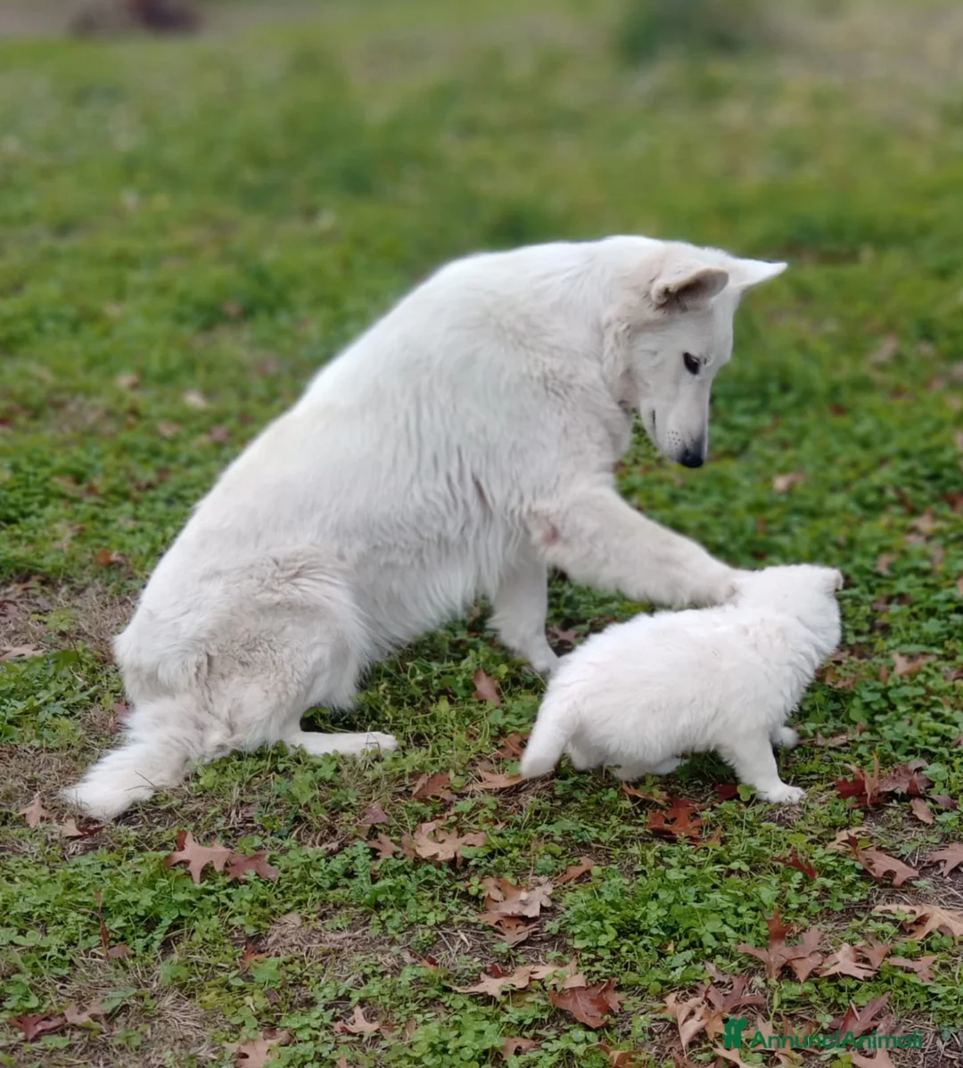 Pastore Svizzero cani in vendita: Pastore svizzero bianco cuccioli - Annuncio 2