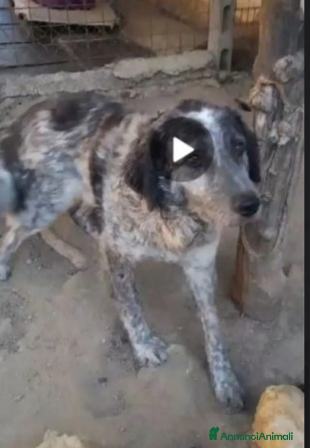 Meticcio cani in regalo: Yali 5anni mix setter 3anni di lager PROV PAVIA a Città metropolitana di Milano - Annuncio 2