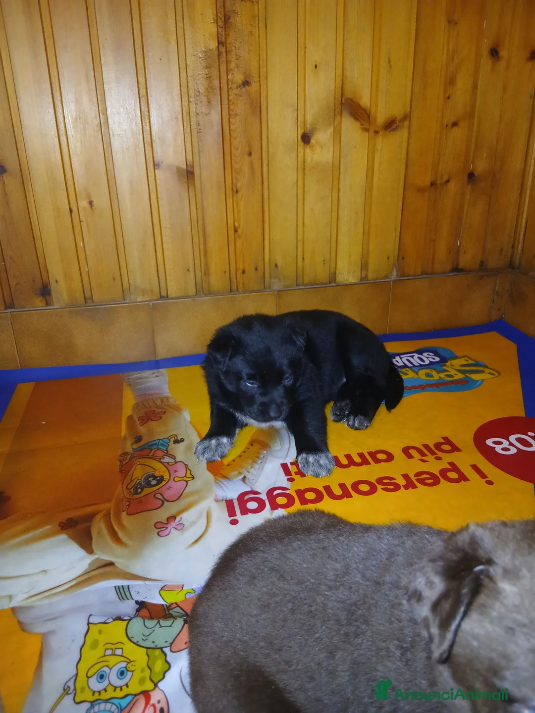 Meticcio cani in regalo: Meticcio nero a Città Metropolitana di Torino - Annuncio 3