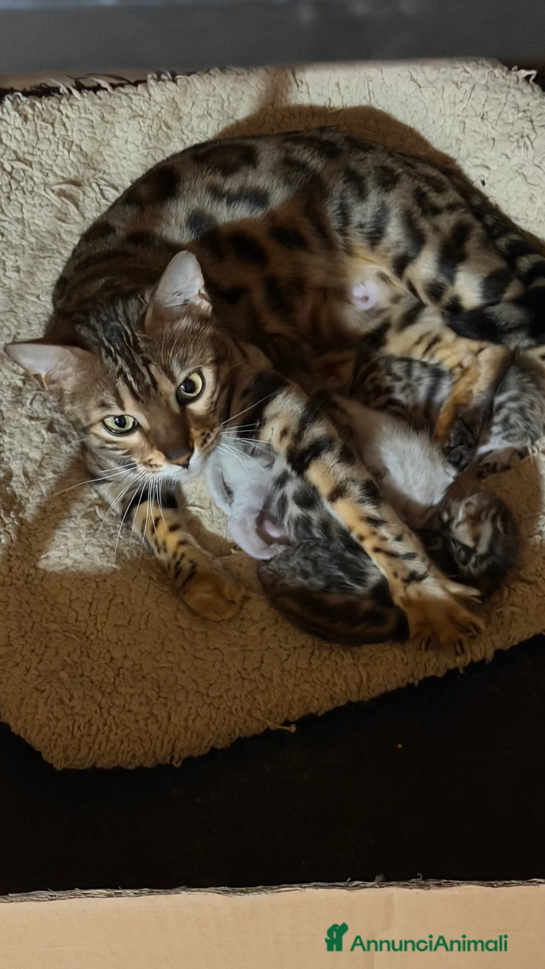 Bengala gatti in vendita: gatto bengala  - Annuncio 2