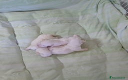 Maltese cani in vendita: Cucciole di Maltese  a Città metropolitana di Roma Capitale - Immagine 3