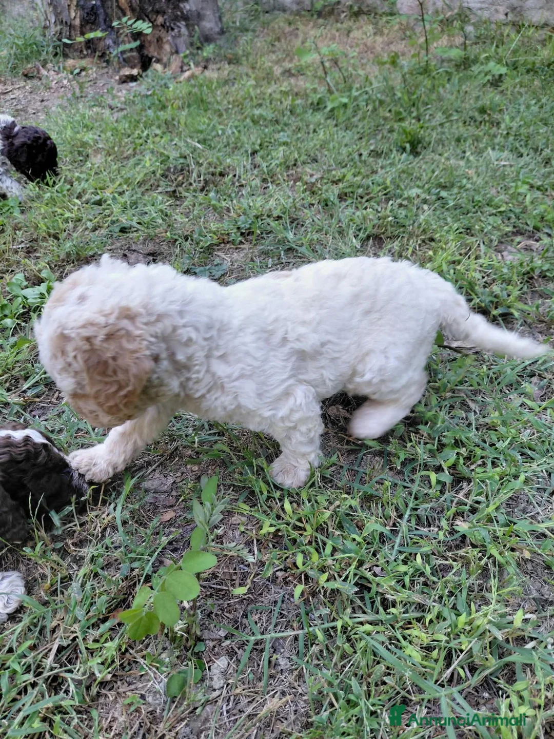 Lagotto cani in vendita: Cuccioli lagotto romagnolo - Annuncio 2
