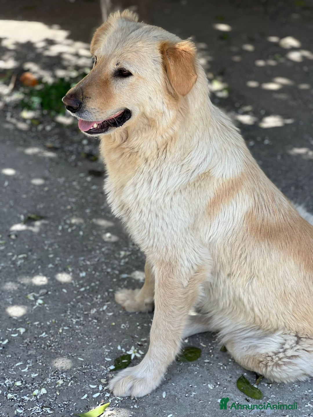 Meticcio cani in regalo: Emma buona come il pane - Annuncio 3