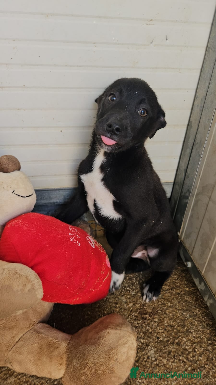 Meticcio cani Lipari: 3 mesi taglia contenuta - Annuncio 33