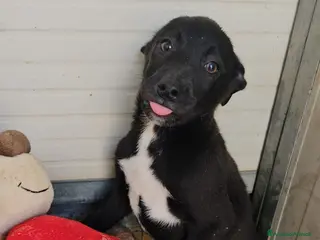 Meticcio cani Lipari: 3 mesi taglia contenuta - Annuncio 33