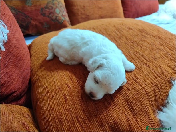 Maltese cani - Annuncio 13