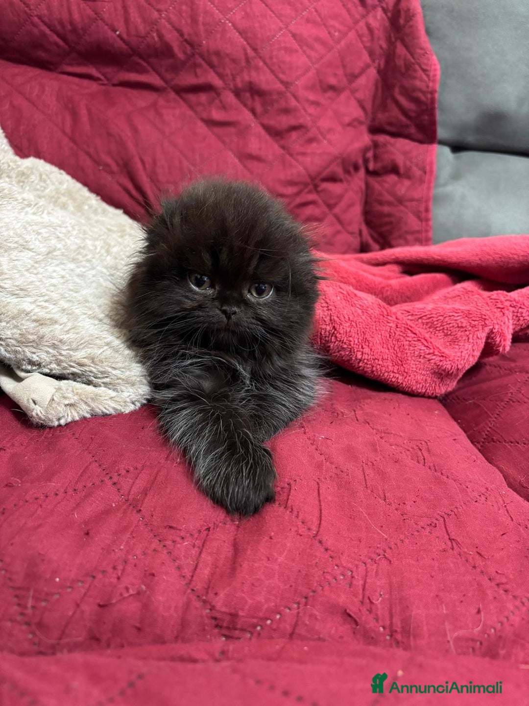 Scottish gatti in vendita: Scottish fold/straight gattini - Annuncio 3