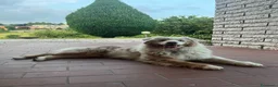Australian Shepherd cani per accoppiamento: PASTORE AUSTR. RED MERLE disponibile per MONTA a Provincia di Verona - Annuncio 2