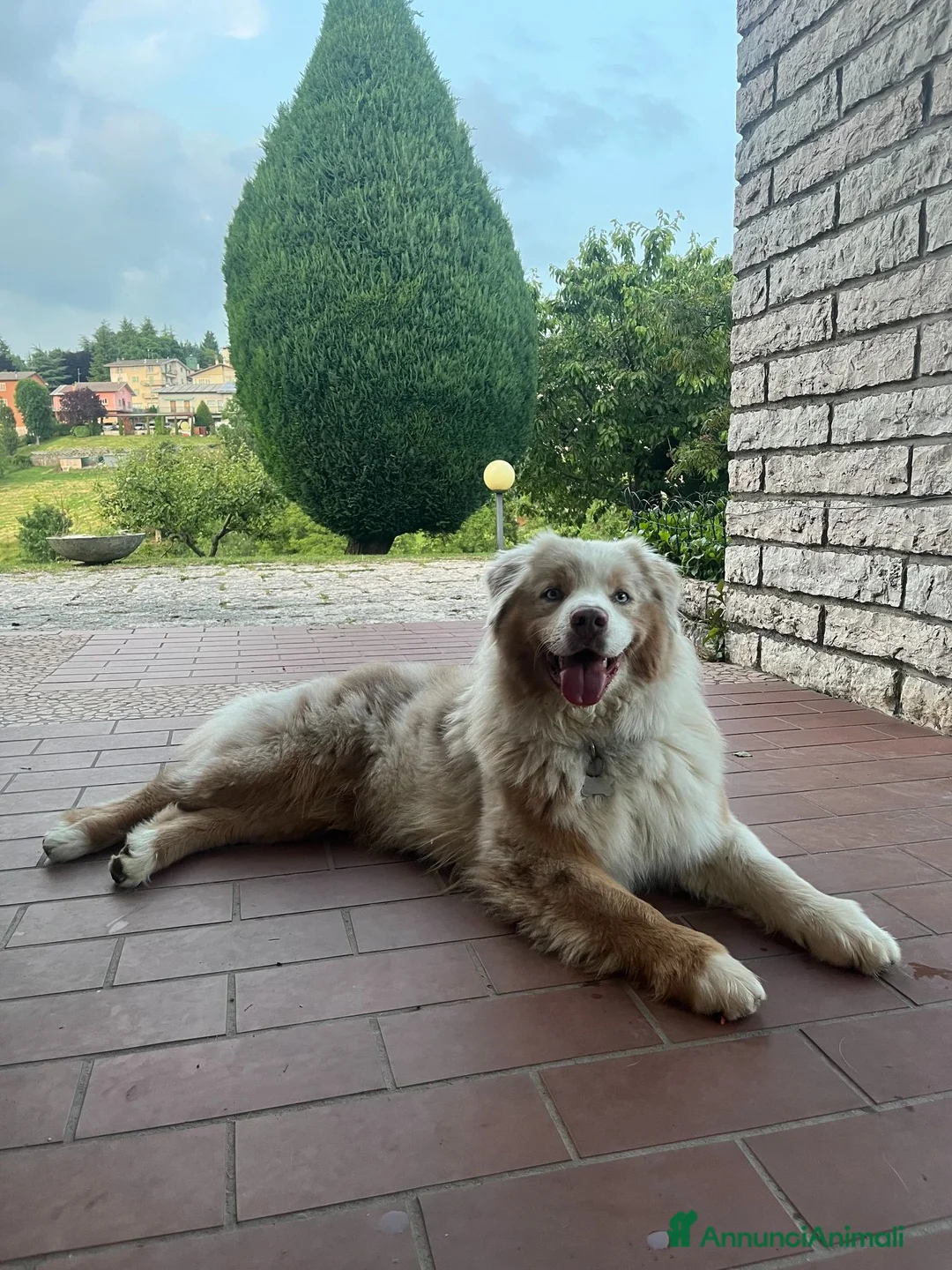 Australian Shepherd cani per accoppiamento: PASTORE AUSTR. RED MERLE disponibile per MONTA a Provincia di Verona - Annuncio 2