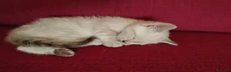 Thai gatti in vendita: Simil magic Thai  a Provincia di Como - Annuncio 5