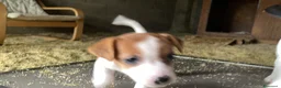 Jack Russell cani in vendita: Jack Russell terrier femmina pelo corto pedigree - Annuncio 7