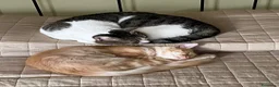 Europeo gatti in regalo: Gattini inseparabili - Annuncio 13