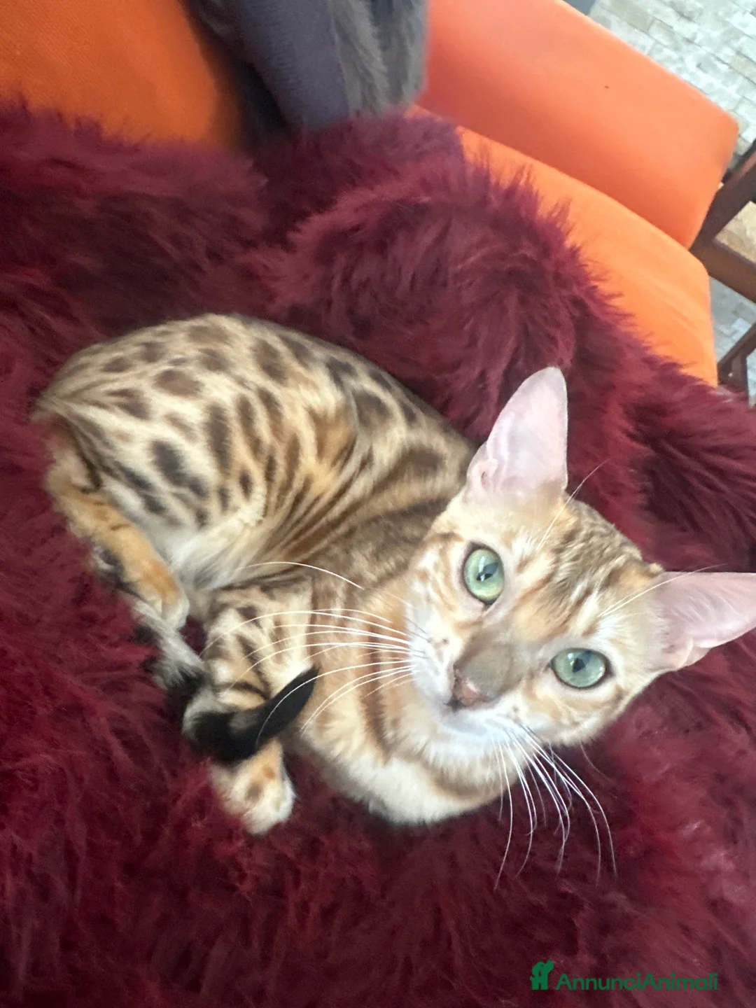 Bengala gatti per accoppiamento: Cerco gatto del bengala per accoppiamento a Provincia di Cosenza - Annuncio 4