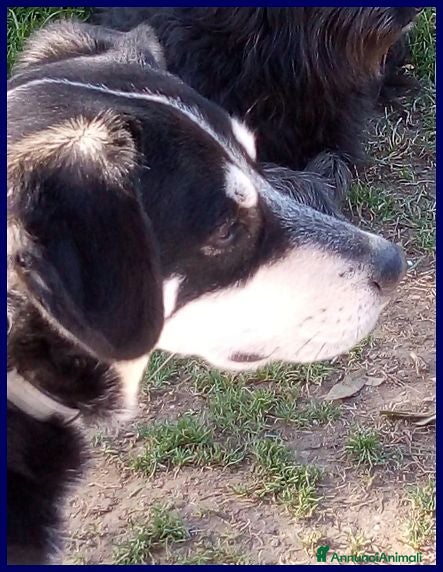 Meticcio cani DUMBO un simpaticone tg media - Annuncio 2