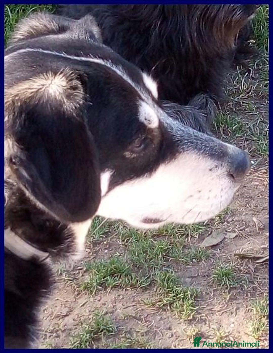 Meticcio cani in regalo: DUMBO un simpaticone tg media - Annuncio 2