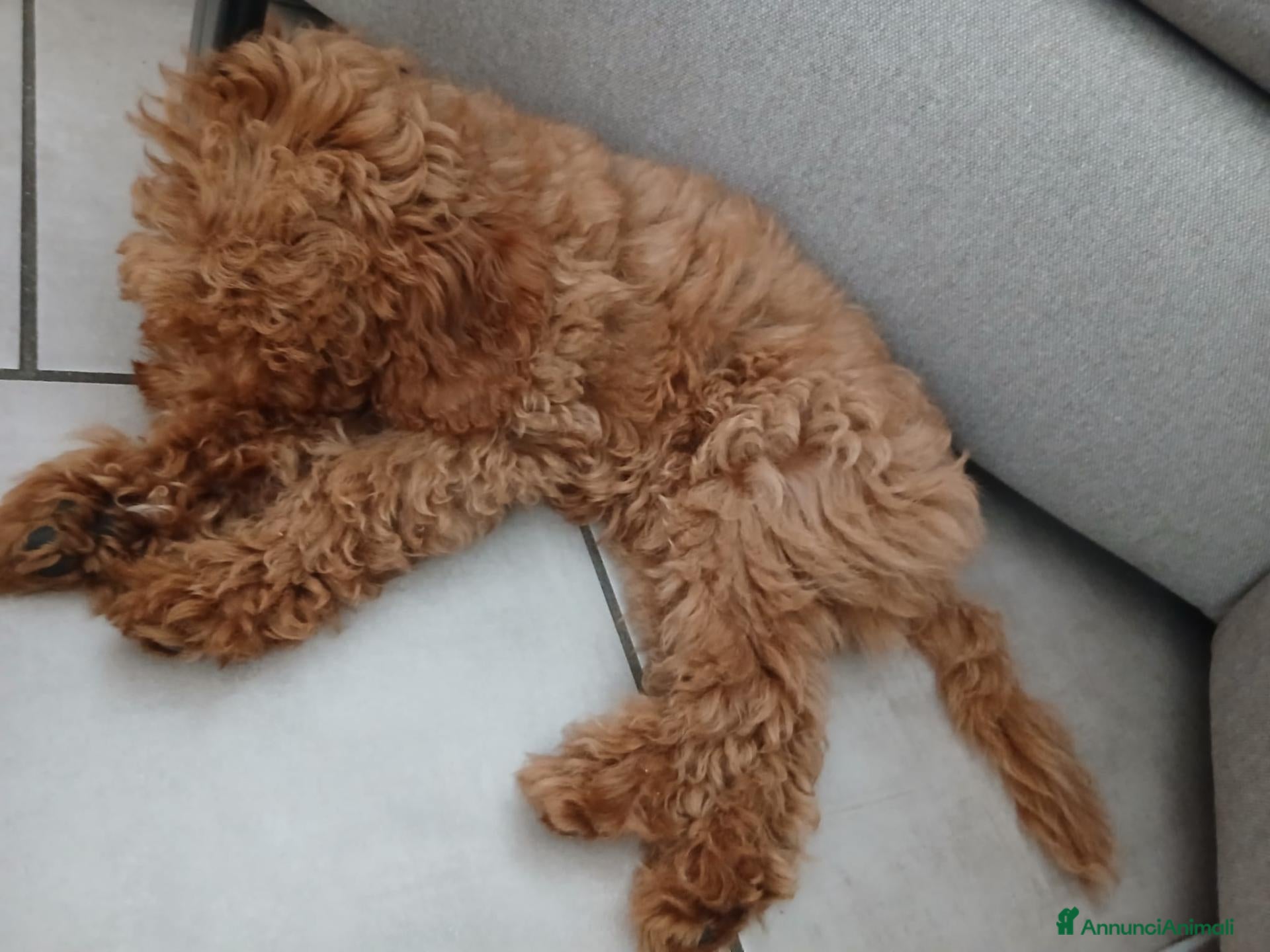 Barboncino cani Cucciolo di Barboncino cerca Nuova Famiglia - Annuncio 40