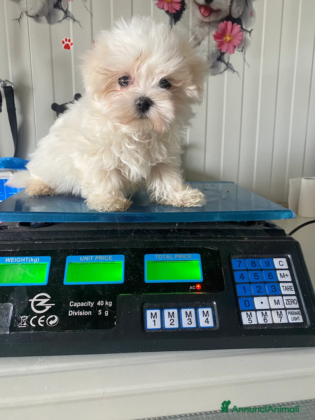 Maltese cani in vendita: Maltese toy - Annuncio 5