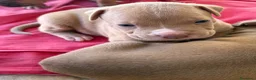 Pitbull cani in vendita: Vendesi cuccioli American Pitbull Terrier  a Città metropolitana di Palermo - Annuncio 13