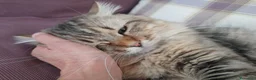 Siberiano gatti per accoppiamento: SIBERIANO DOLCISSIMO E UBBIDIENTE - Annuncio 4