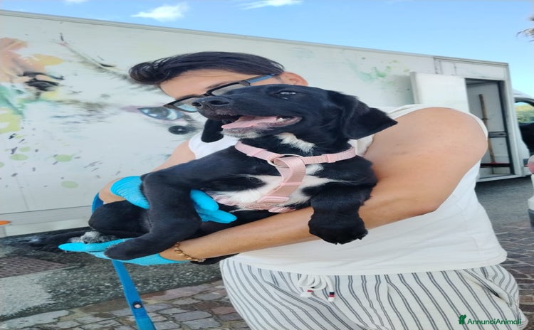 Meticcio cani a Provincia di Modena - Annuncio 17