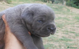 Cane Corso cani in vendita: cuccioli e cuccioloni  di cane corso  a Provincia di Cuneo - Immagine 16