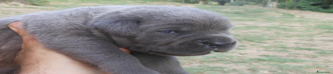 Cane Corso Cucciolo 3