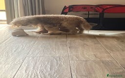 Barboncino cani in vendita: Barboncino, nuova cucciolata in casa a Città Metropolitana di Napoli - Immagine 6