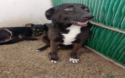 Meticcio cani in regalo: SIMONA - Annuncio 1